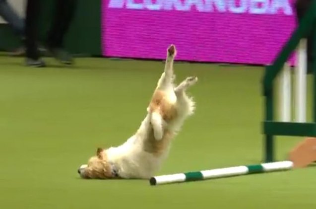 hilarious jack russell takes best of laughs at crufts 2017