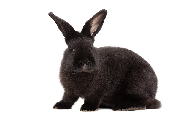 Siberian Rabbit Breed Information and Pictures - PetGuide.com | PetGuide