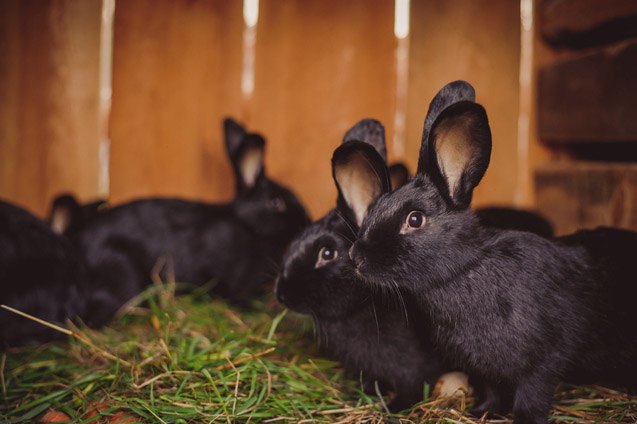 Siberian Rabbit Breed Information and Pictures - PetGuide.com | PetGuide