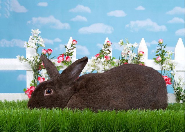 Siberian Rabbit Breed Information and Pictures - PetGuide.com | PetGuide