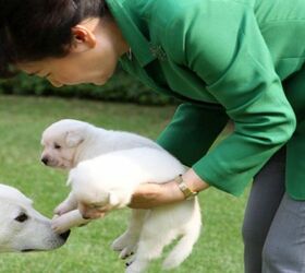 did impeached south korean president park geun hye abandon her dogs