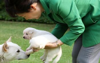 Did Impeached South Korean President Park Geun-hye Abandon Her Dogs?