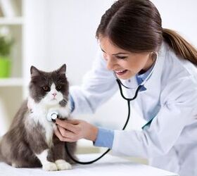 3 Veterinary Tests That Every New Cat Should Get