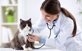 3 Veterinary Tests That Every New Cat Should Get