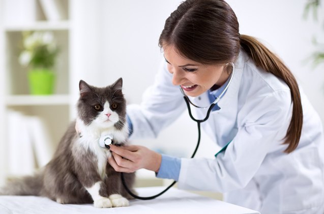 3 veterinary tests that every new cat should get