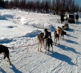 Dog Sled Team Rescues Stranded Alaskan Tourists