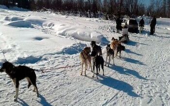 Dog Sled Team Rescues Stranded Alaskan Tourists