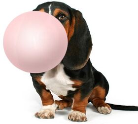 7 Doggy Dangerous (and Surprising) Things That Contain Xylitol