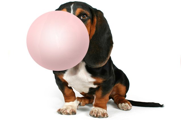 7 doggy dangerous and surprising things that contain xylitol
