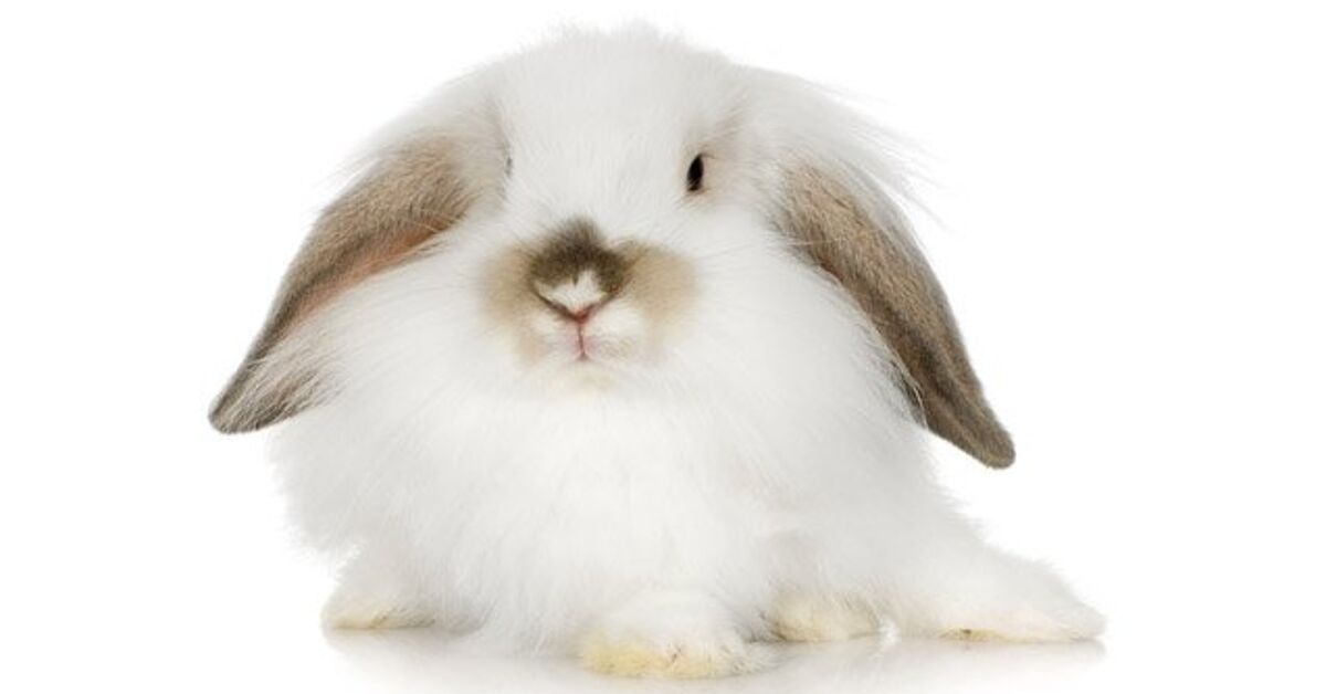 Dwarf Long Rabbit Dwarf Long Eared Rabbit