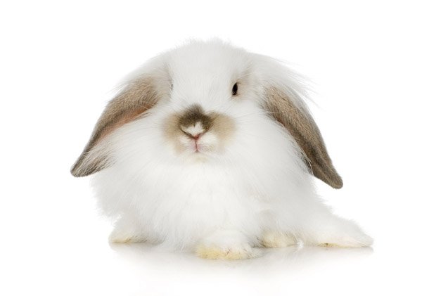 Mini Lion Lop Bunny mini-lion-lop-bunny