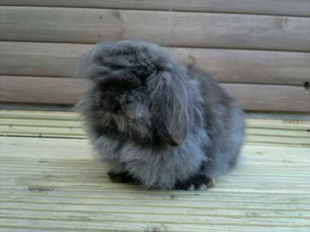 Miniature Lion Lop Breed Information and Pictures PetGuide