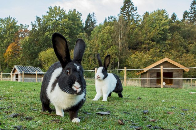 Mellerud Rabbit Breed Information and Pictures - PetGuide.com | PetGuide