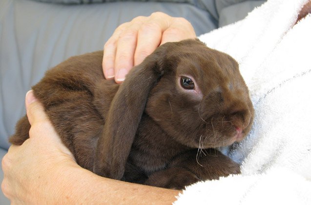Lollop Rabbit Plush Lop Rabbit Health, Temperament, Coat, Health and Care - PetGuide ...