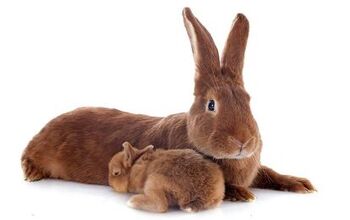 Rabbit Breeds | PetGuide