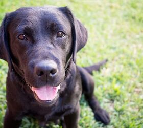 Labrador Retriever Named Most Popular Breed for 26th Consecutive Year