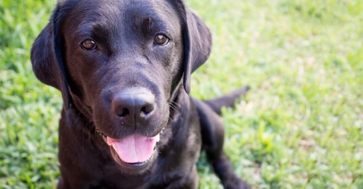 Popular Lab Labrador Retriever Named Most Popular Breed for 26th Consecutive Year ...