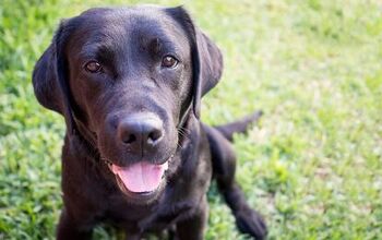 Labrador Retriever Named Most Popular Breed for 26th Consecutive Year