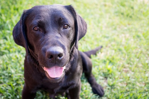 labrador retriever named most popular breed for 26th consecutive year