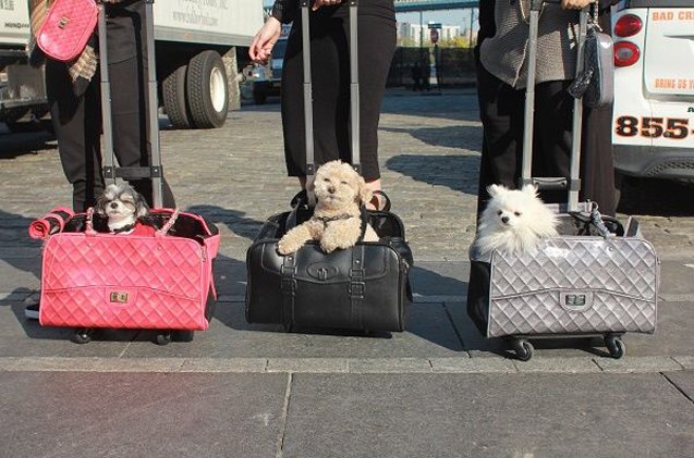 global pet expo 2017 eco friendly pet trek offers stylish transport for pooches