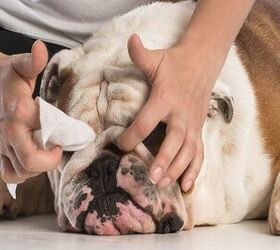 how to properly clean your dogs wrinkles