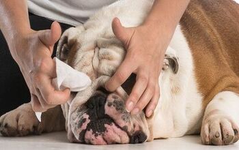 How To Properly Clean Your Dog’s Wrinkles