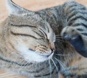 5 Feline Skin Conditions You Should Know About