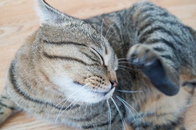 5 feline skin conditions you should know about