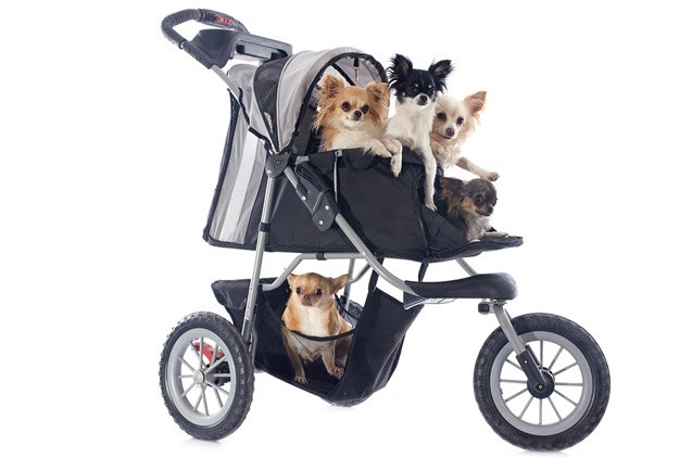 stroller training tips for teaching your dog to ride in a stroller