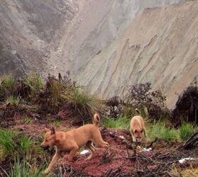 believed extinct wild dog breed rediscovered in new guinea highlands