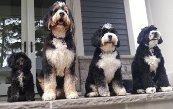 Dog Breeds 101: Getting to Know the Bernedoodle [Video]