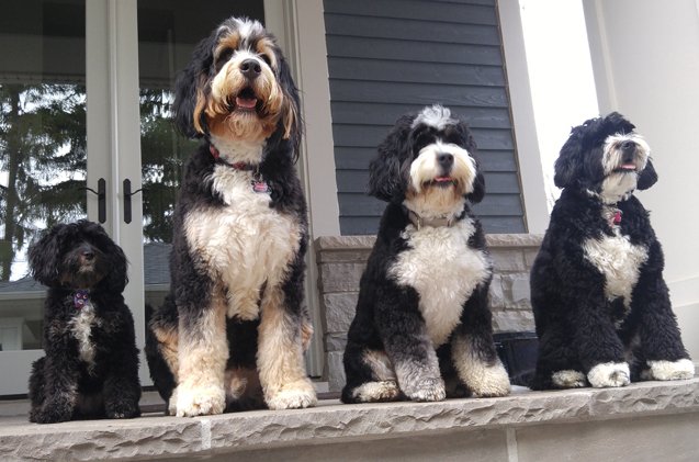 dog breeds 101 getting to know the bernedoodle video