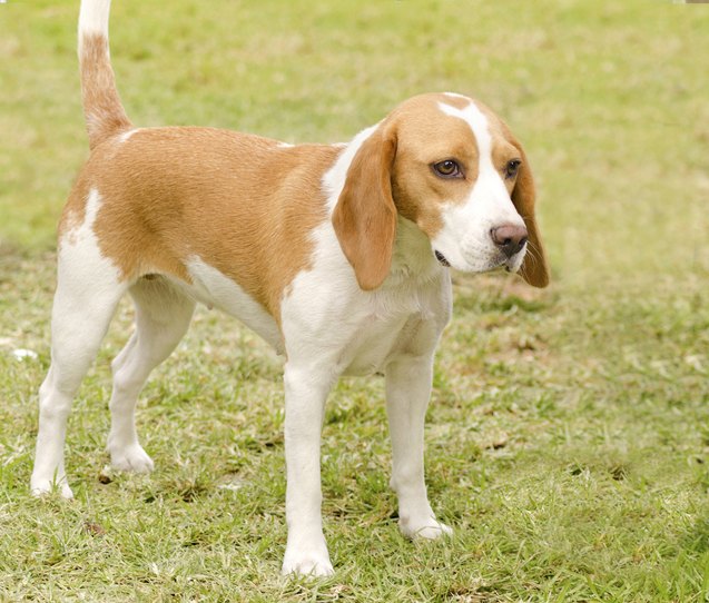 istrian shorthaired hound