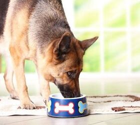 FDA Alert: Pet Foods and Treats May Contain Hormones That Trigger Hype
