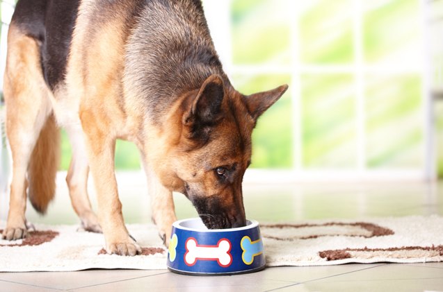 fda alert pet foods and treats may contain hormones that trigger hyperthyroidism