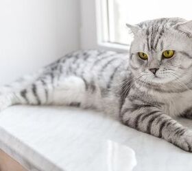 What You Should Know About Feline Pancreatitis