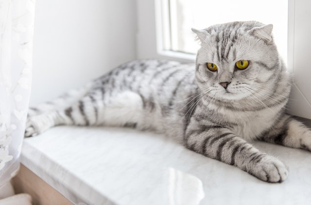 what you should know about feline pancreatitis