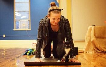 Strike a Yoga Pose and Help Shelter Cats Find New Homes