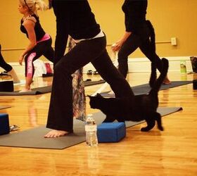 strike a yoga pose and help shelter cats find new homes