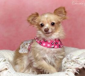 adoptable dog of the week coco
