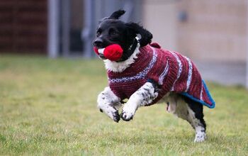 Scottish Women Knit Sweaters To Help Adopters Overcome Black Dog Syndr