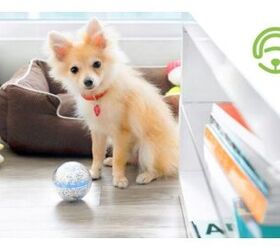 Your Dog Will Have a Ball With the Pebby WiFi Toy