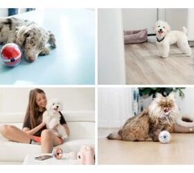 your dog will have a ball with the pebby wifi toy