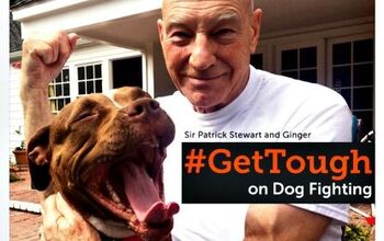ASPCA Wants You to #GetTough on Dog Fighting