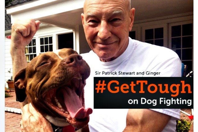 aspca wants you to gettough on dog fighting