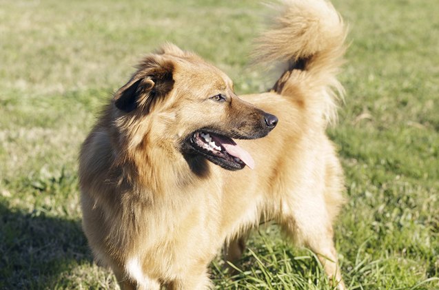 Basque Shepherd Dog Breed Information and Pictures - PetGuide | PetGuide