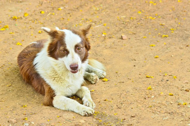 Basque Shepherd Dog Breed Information and Pictures - PetGuide | PetGuide