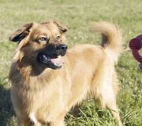 Spanish herding sale dog breeds