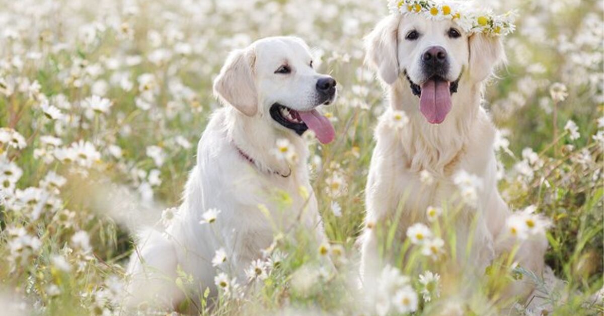 Spring Pets Me 10 Positively Precious Spring Pet Portraits | PetGuide