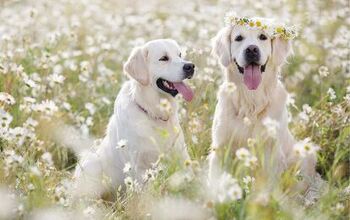 10 Positively Precious Spring Pet Portraits